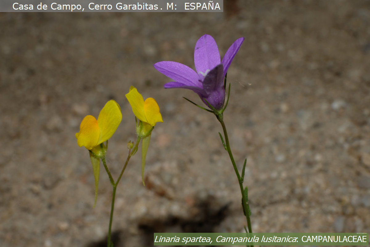 Ya se puede consultar el Catálogo de especies de flora vascular citadas en la ciudad de Madrid